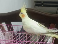 Lutino erkek 5 aylık sultan papağanı