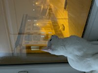 Chinchilla van kedisi kırması