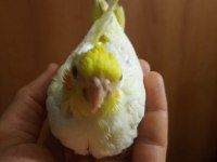 Yavru sultan papağanlar