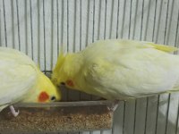 Lutino sultan papağanı