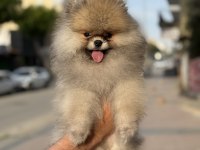 Gülen Surat Ayıcık Pomeranian Boo