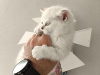 Safkan Oyuncu Huzur ve Mutluluk verici Patiler