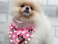 Safkan orjinal şecereli pomeranian boo yavrular