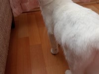 3 tane british shorthair