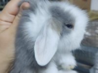 Hollanda lop tavşan