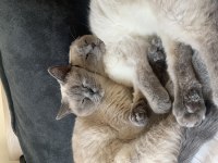 Kedilerimiz için anne ve kızımız için kalıcı yuva aranıyor