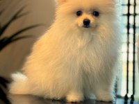 Show kalite pomeranian yavrular