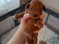 Evde Büyüyen Poodle Kalitesinde Maltipoo Bebekler