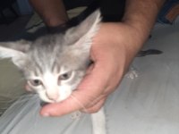 2 erkek 1 kız tekir kedi