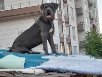 ERKEK BLUE CANE CORSO
