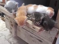 Cins Kedimiz İle Tekir Çiftleşmesi