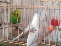 2 yumurtası var sevda papağanı çift olarak