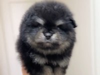 Ayı Surat Pomeranian Boo Son Erkek Yavrumuz