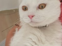 Orjinal scottish fold beyaz 3 aylık yavru