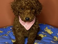 3 aylık toy poodle yavrumuz