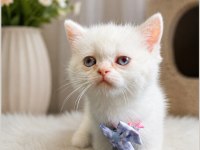 British Shorthair Point Erkek Yavru Kediş
