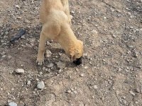 3.5 aylığa yakın dişi kaliteli yavru köpeğimiz