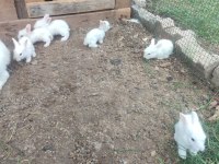 HOLLANDA LOP Tavşanlar Cüce Yavrularımız