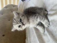 British Shorthair British Blue Point Yavruları 1 aylık