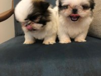 Erkek shih tzu pandalar