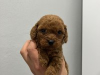 Dişi Erkek Toy Poodle Yavruları