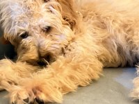 Ücretli sahiplendirme poodle