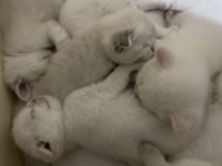 Scottish Fold