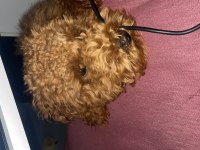 7 aylık toy poodle yavru