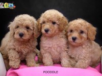TOY POODLE BEBEKLERİMİZ AİLELERİNİ BEKLİYOR
