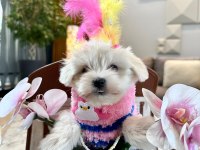 PRENSES MALTESE KIZIMIZ BONNY