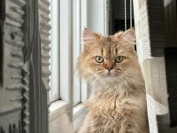 Ücretsiz British Longhair 10 Aylık