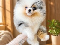 Pomeranian yavru