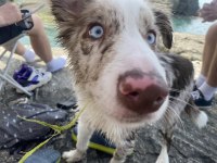 Blue merle border collie Toby’e yeni yuvasını arıyorum