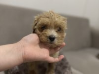 Maltipoo erkek bebeğim