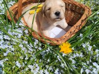 Golden Retriever Gelip Görerek Alabilirsiniz