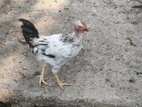 Satılık 1 Horoz 9 Köy Tavuğu 6 Kel Tavuk 5 Yarka