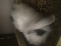Safkan Hollanda Lop Tavşanı