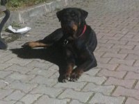 Dişi Rottweiler