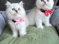 Kaliteli Silver Point British Longhair Bebekler