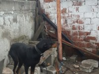 Yer ve iyi bakılmadığından sebep doberman sahiplendiriyorum