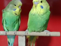 KONUŞTURMALIK RENK GÜZELİ SHOW JUMBO MUHABBET KUŞLAR