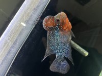 İTHAL RED DRAGON FLOWERHORN