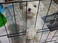 Maltipoo 3 aylık Yavru