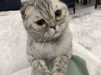 Çiftleştirme İlanı scottish fold