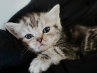 Silver ns24 british shorthair evden