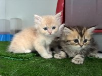 BRİTİSH LONGHAİR GOLDEN KEDİLER