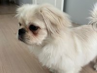 A Kalite Pekinez Kızımız