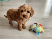 Maltipoo Yavrularımız