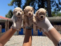 Maltipoo yavrularımız ruhsatlı çiftliğinden