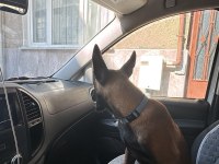 Safkan Belçika malinois